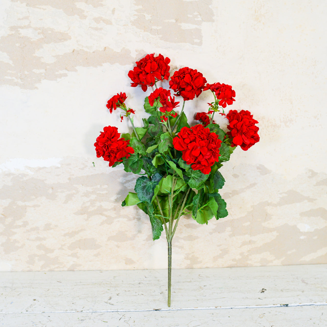 Red Geranium Bush Stem with Nine Blooms