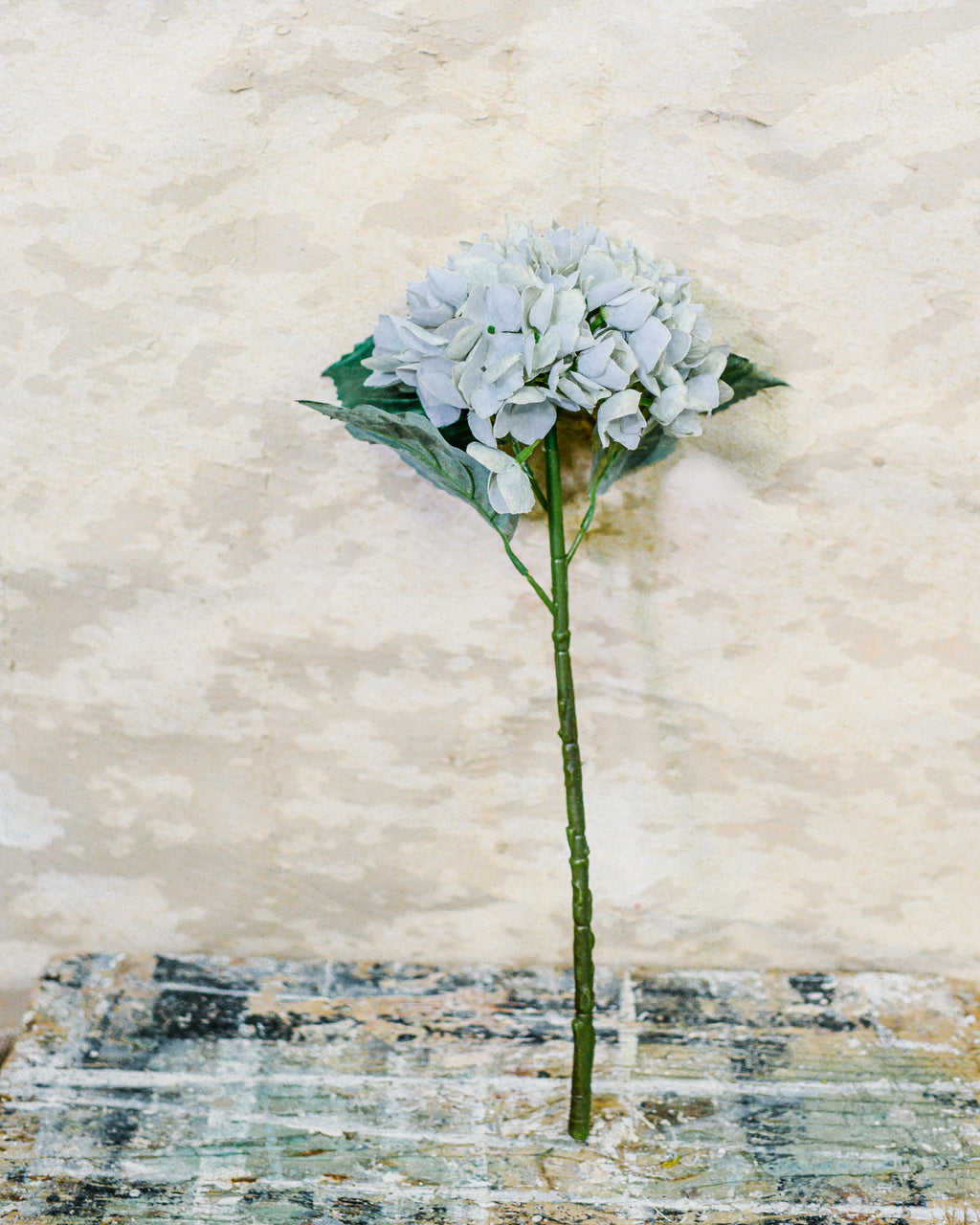 Sea Salt Hydrangea Stem