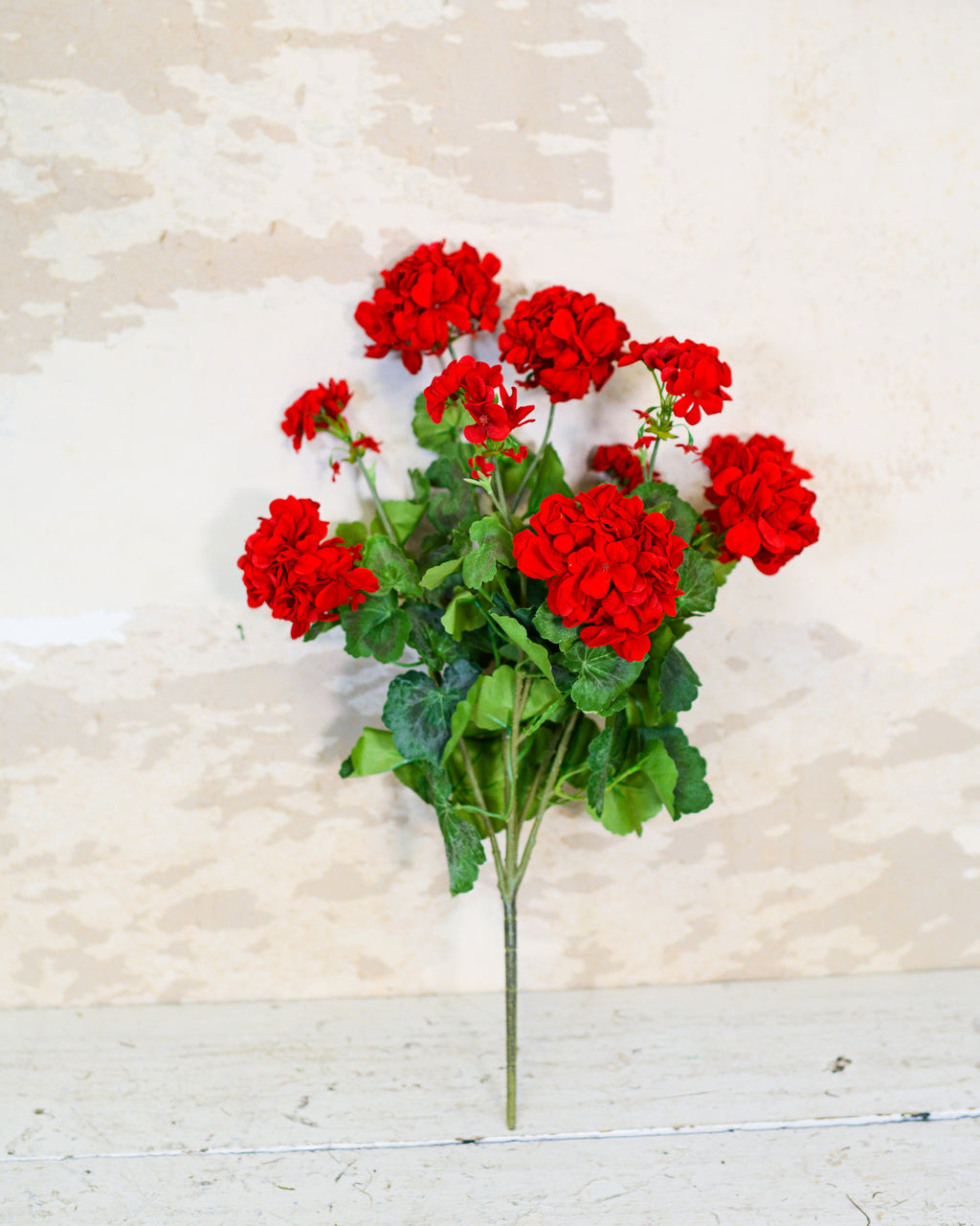 Red Geranium Bush Stem with Nine Blooms