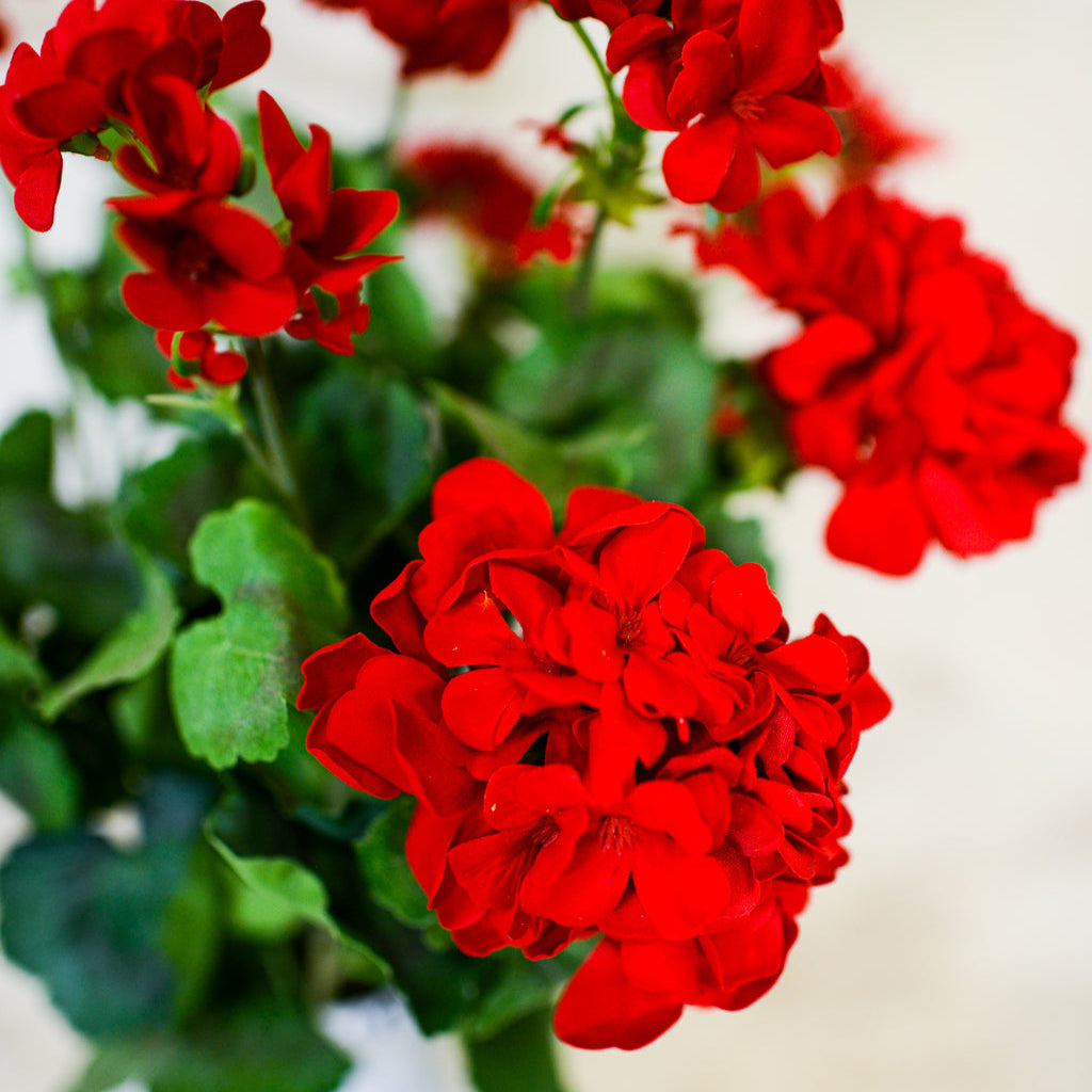 Red Geranium Bush Stem with Nine Blooms
