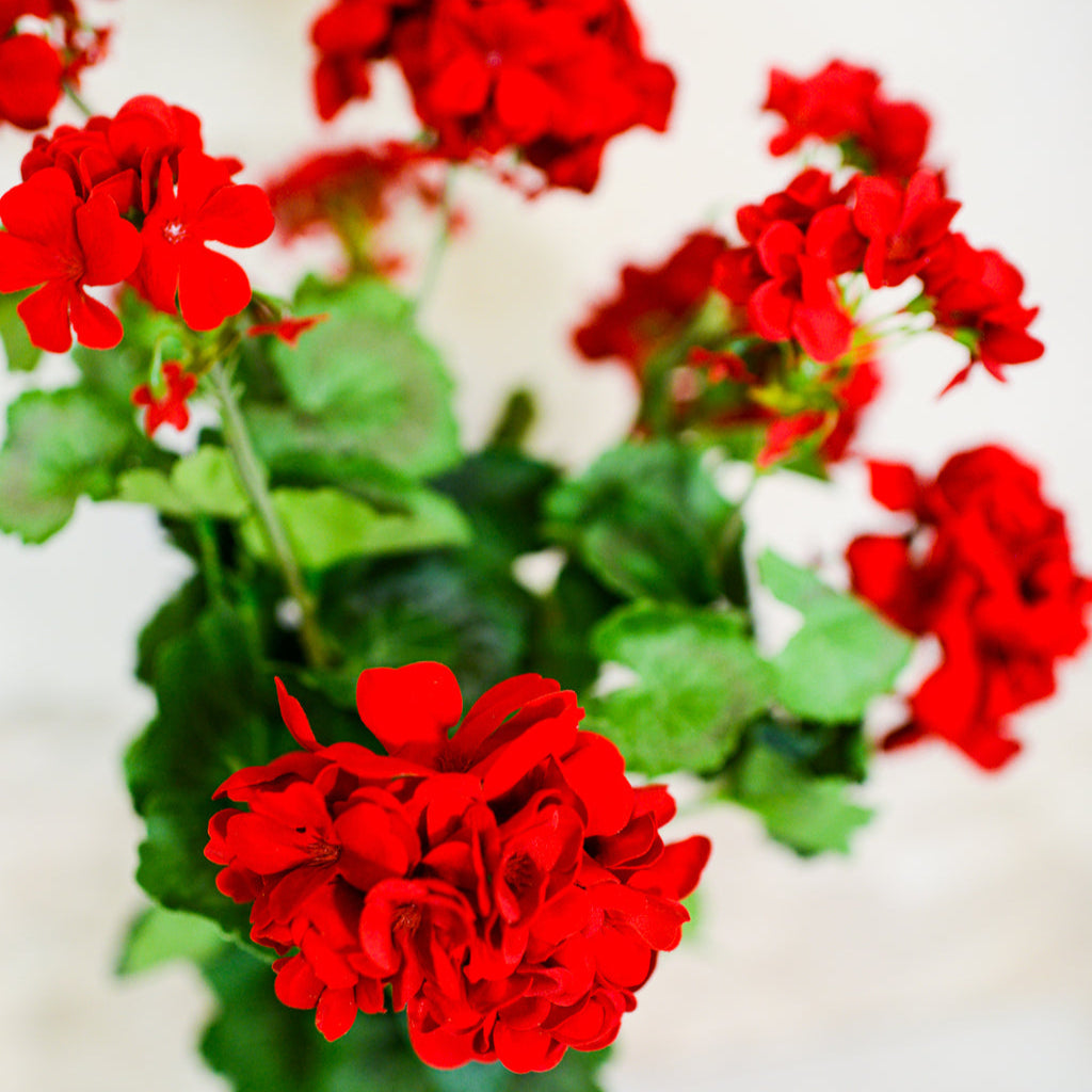 Red Geranium Bush Stem with Nine Blooms