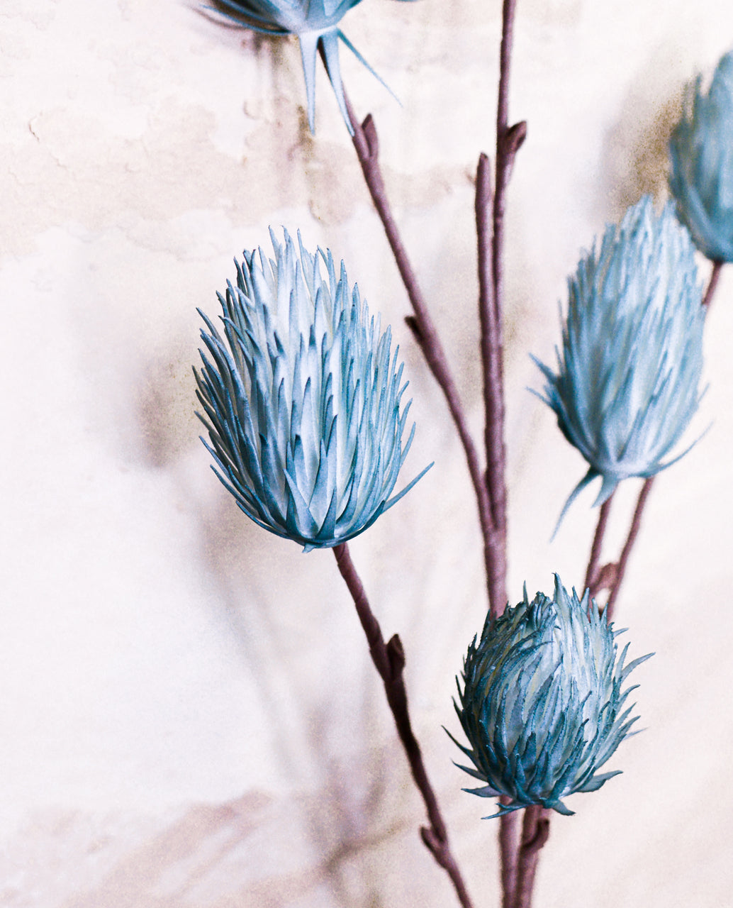 Foam Thistle Bloom Stem Teal Blue