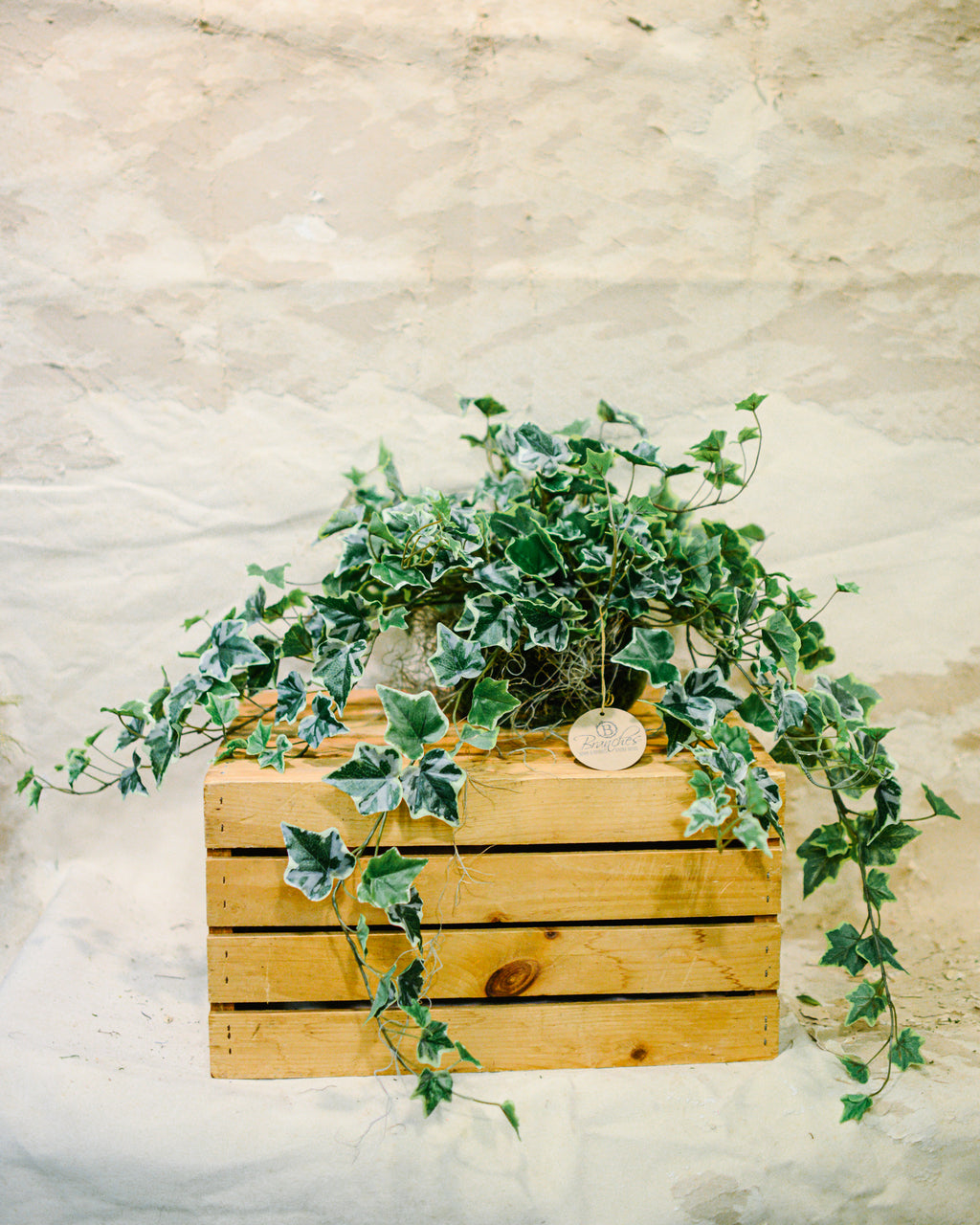 English Ivy Variegated Double Drop In