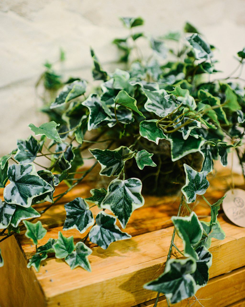 English Ivy Variegated Double Drop In