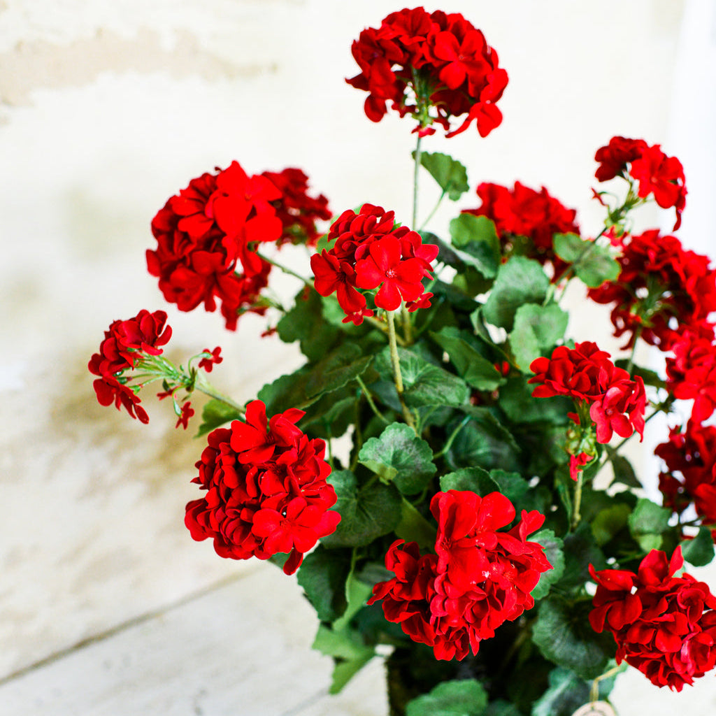 Red Geranium Double Moss Pot Drop In