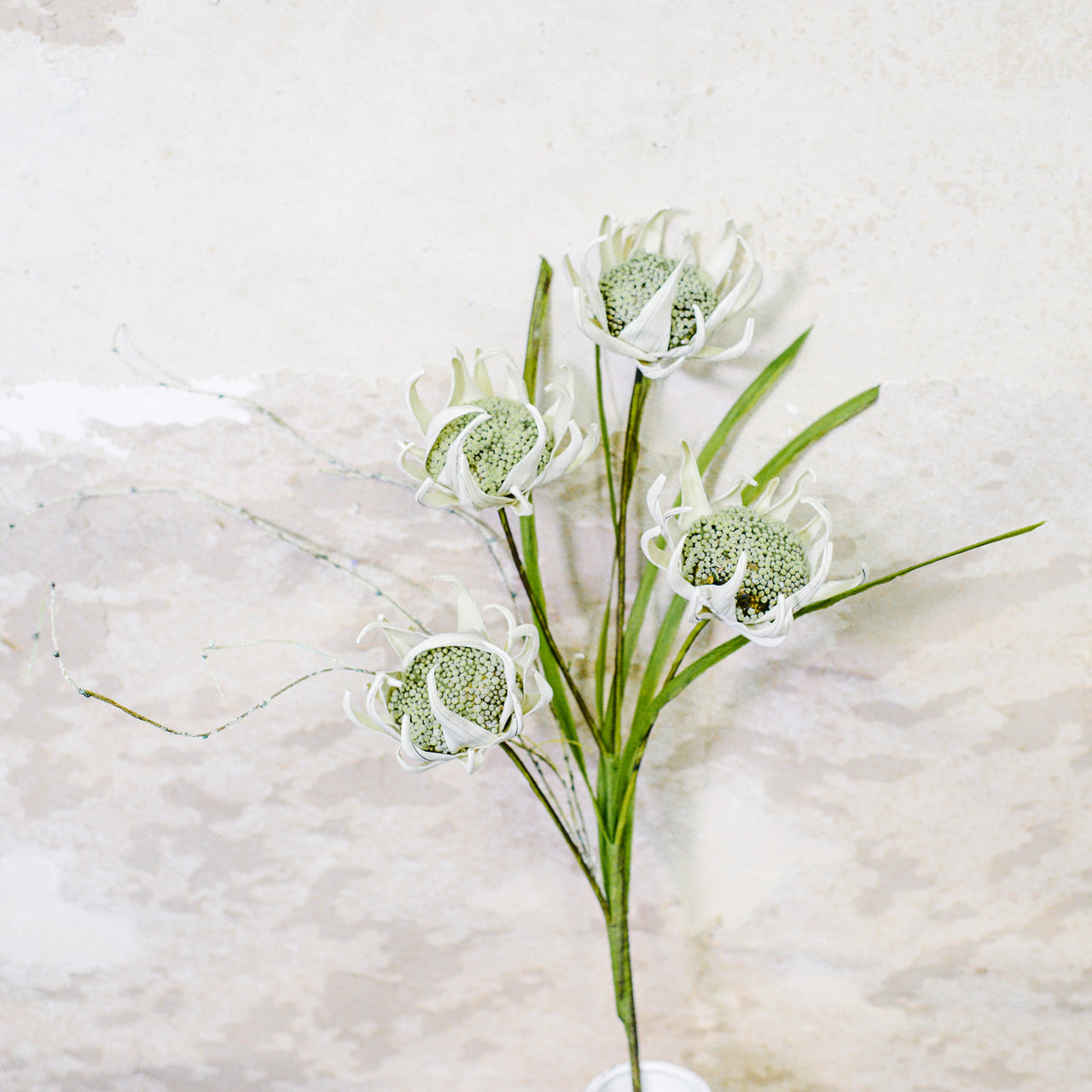 Wild Protea Stem Cream