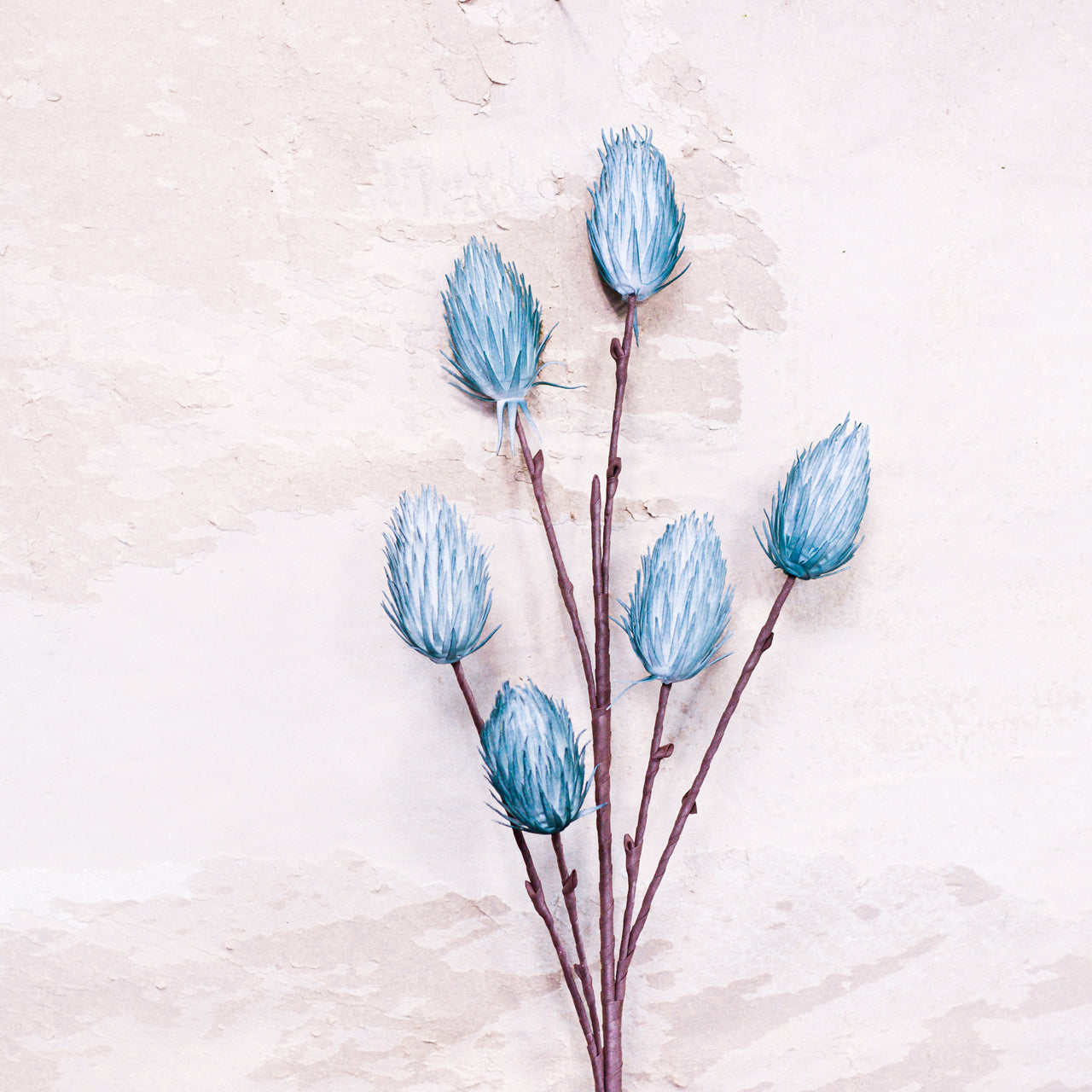 Foam Thistle Bloom Stem Teal Blue