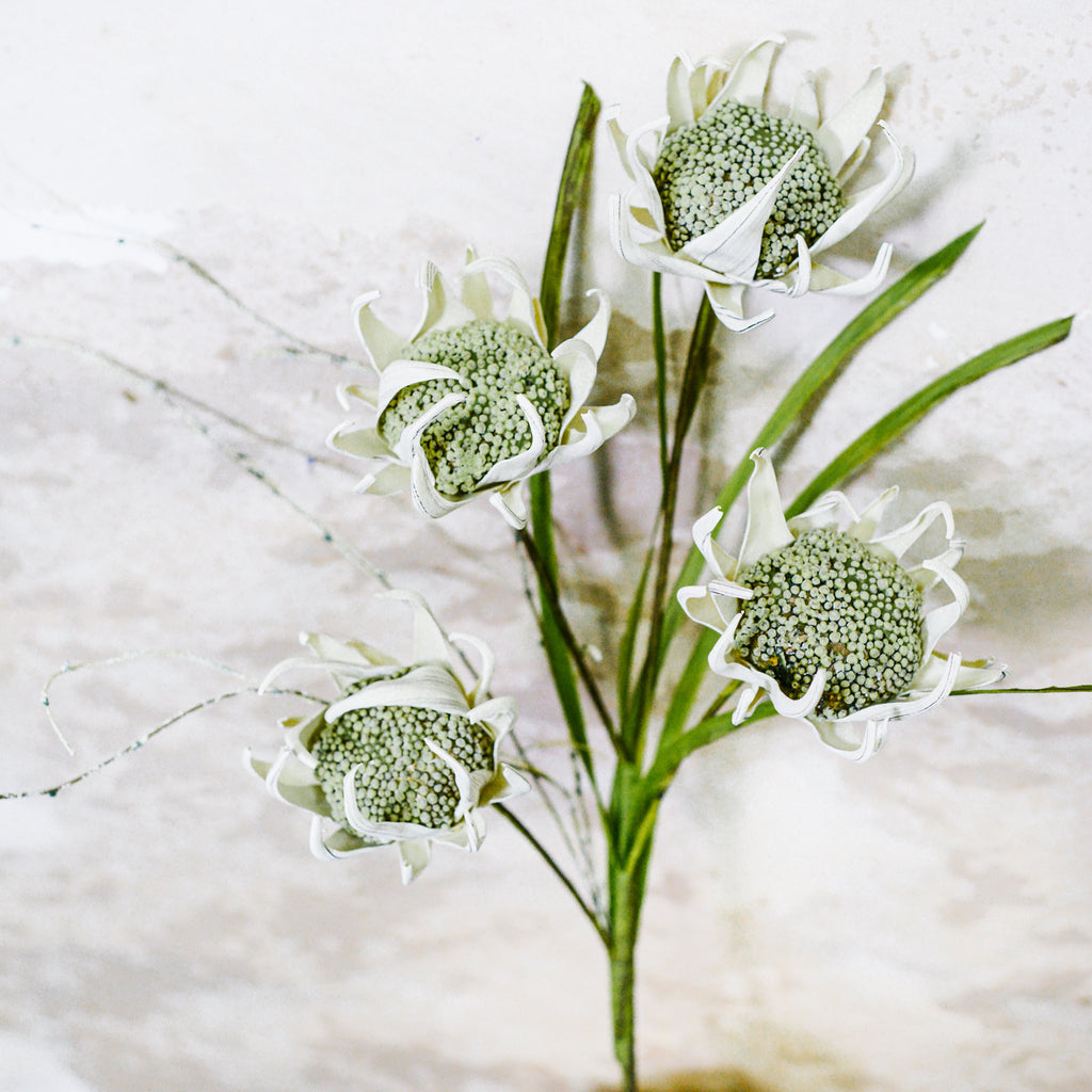 Wild Protea Stem Cream