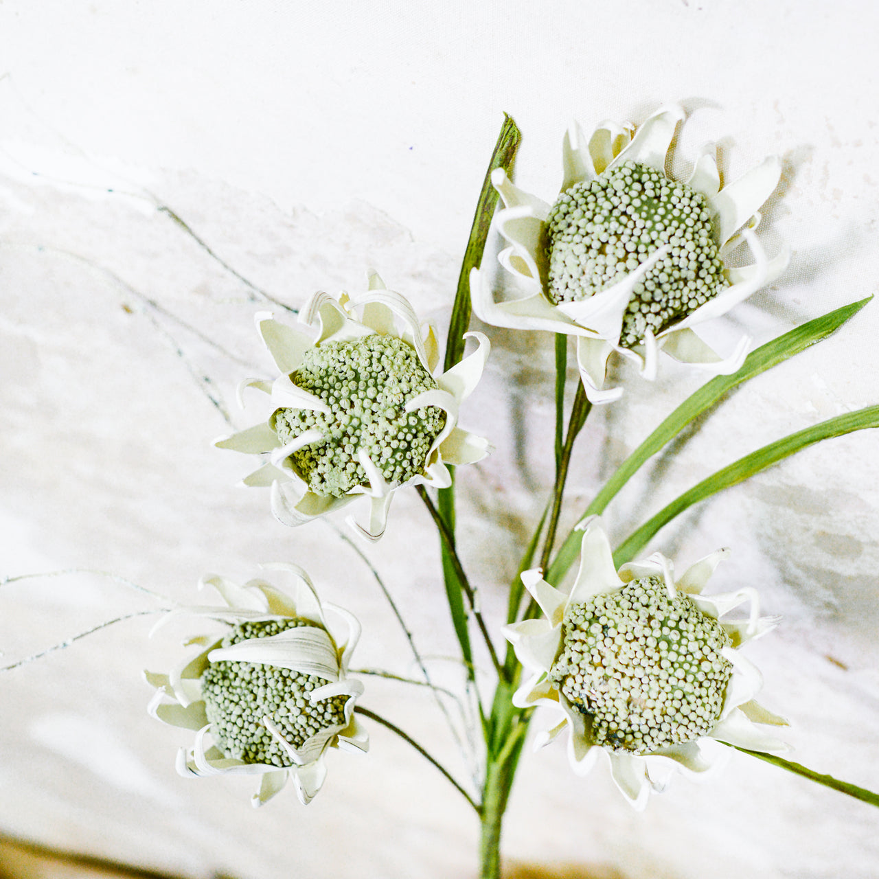 Wild Protea Stem Cream