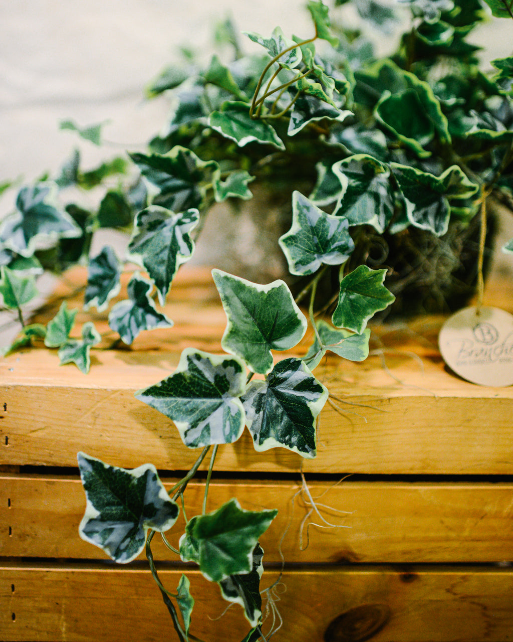English Ivy Variegated Double Drop In