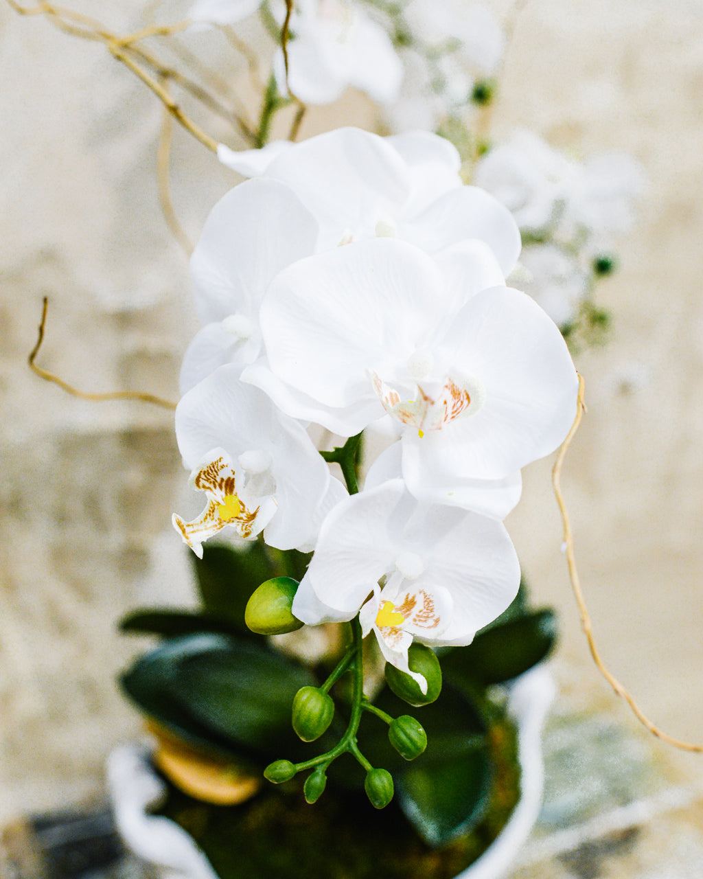 Triple White Phalaenopsis Orchid Drop In