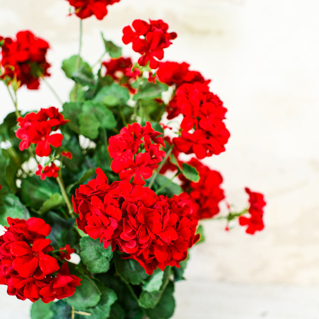 Red Geranium Double Moss Pot Drop In