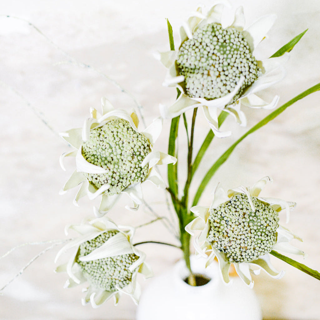 Wild Protea Stem Cream