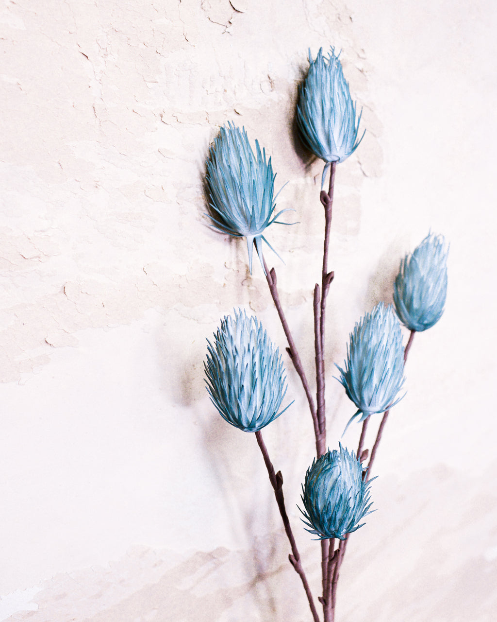 Foam Thistle Bloom Stem Teal Blue