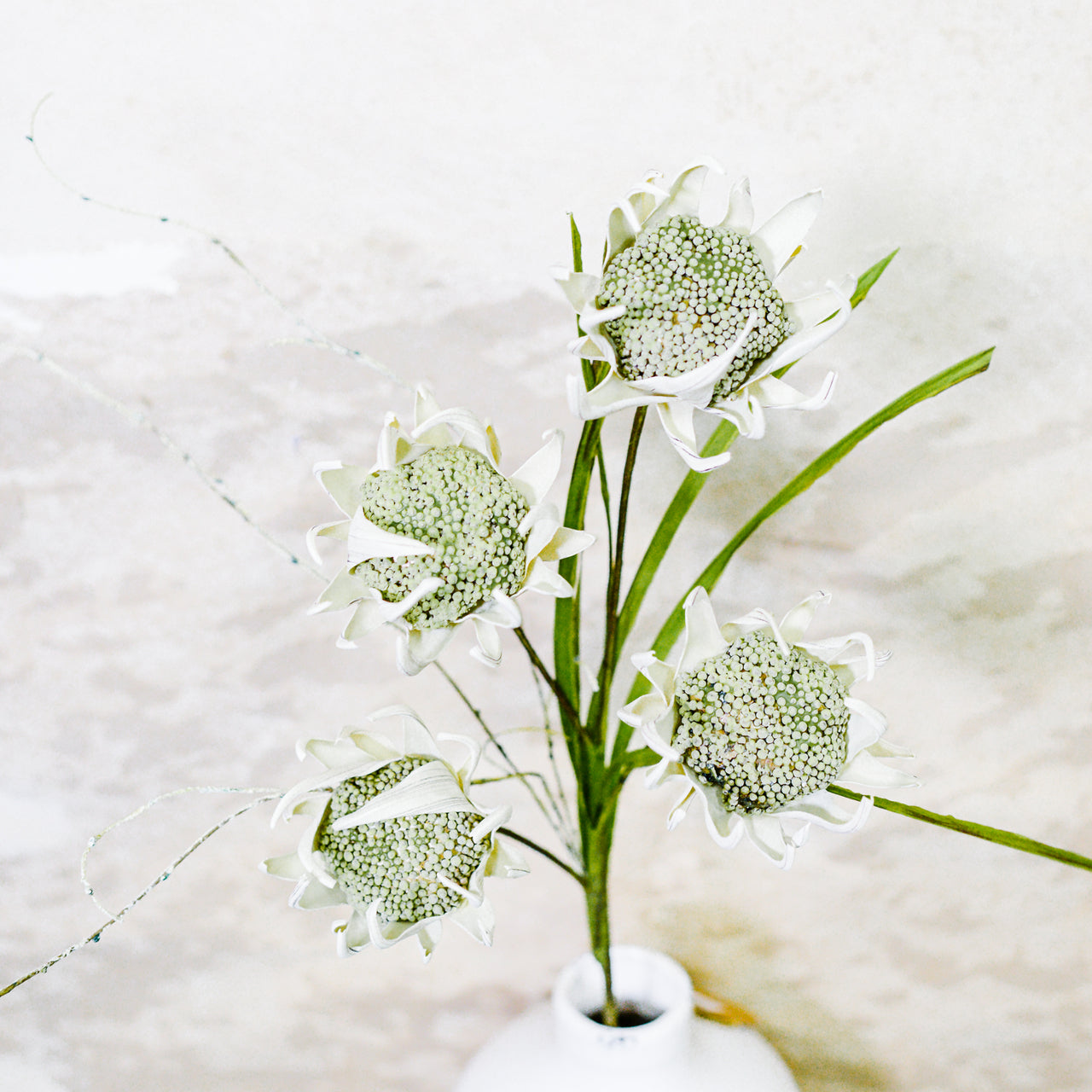 Wild Protea Stem Cream