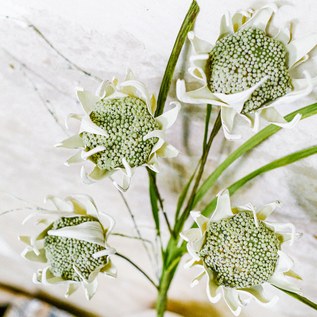 Wild Protea Stem Cream