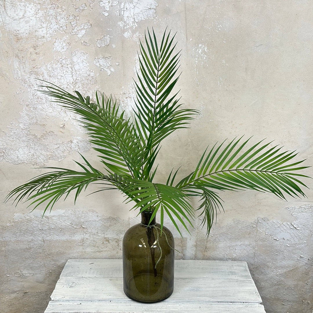 Areca Palm Plant