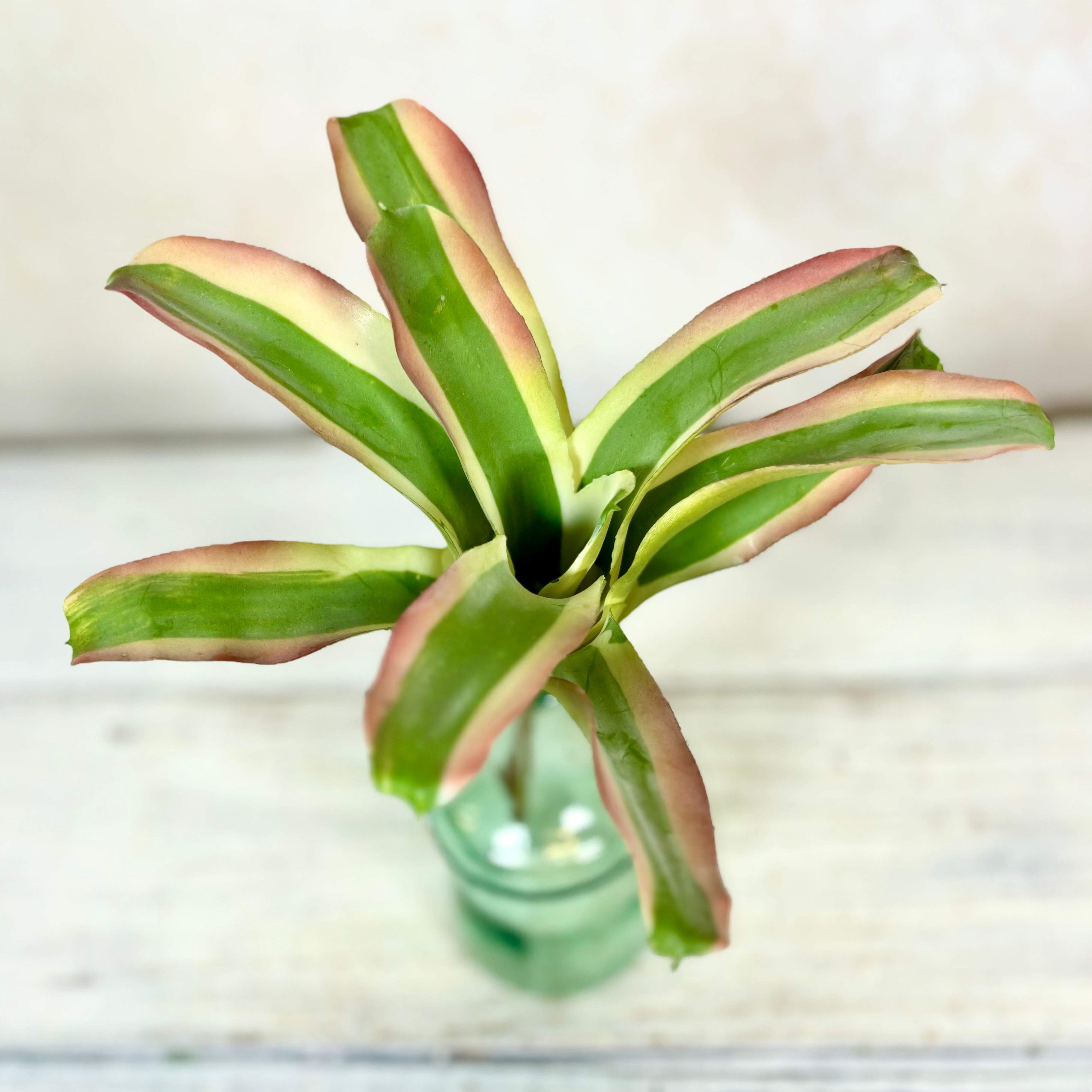 Bromeliad Succulent Green White