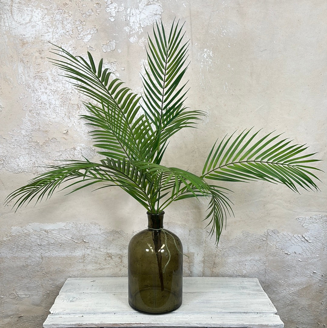 Areca Palm Plant