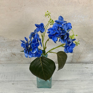 Lacecap Blue Hydrangea Bush