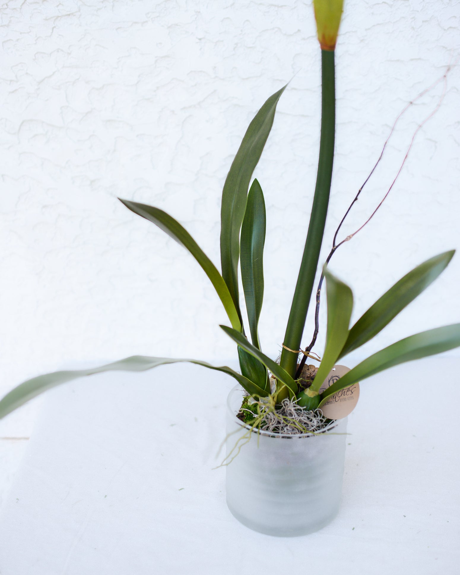 Single Crimson Amaryllis Drop In