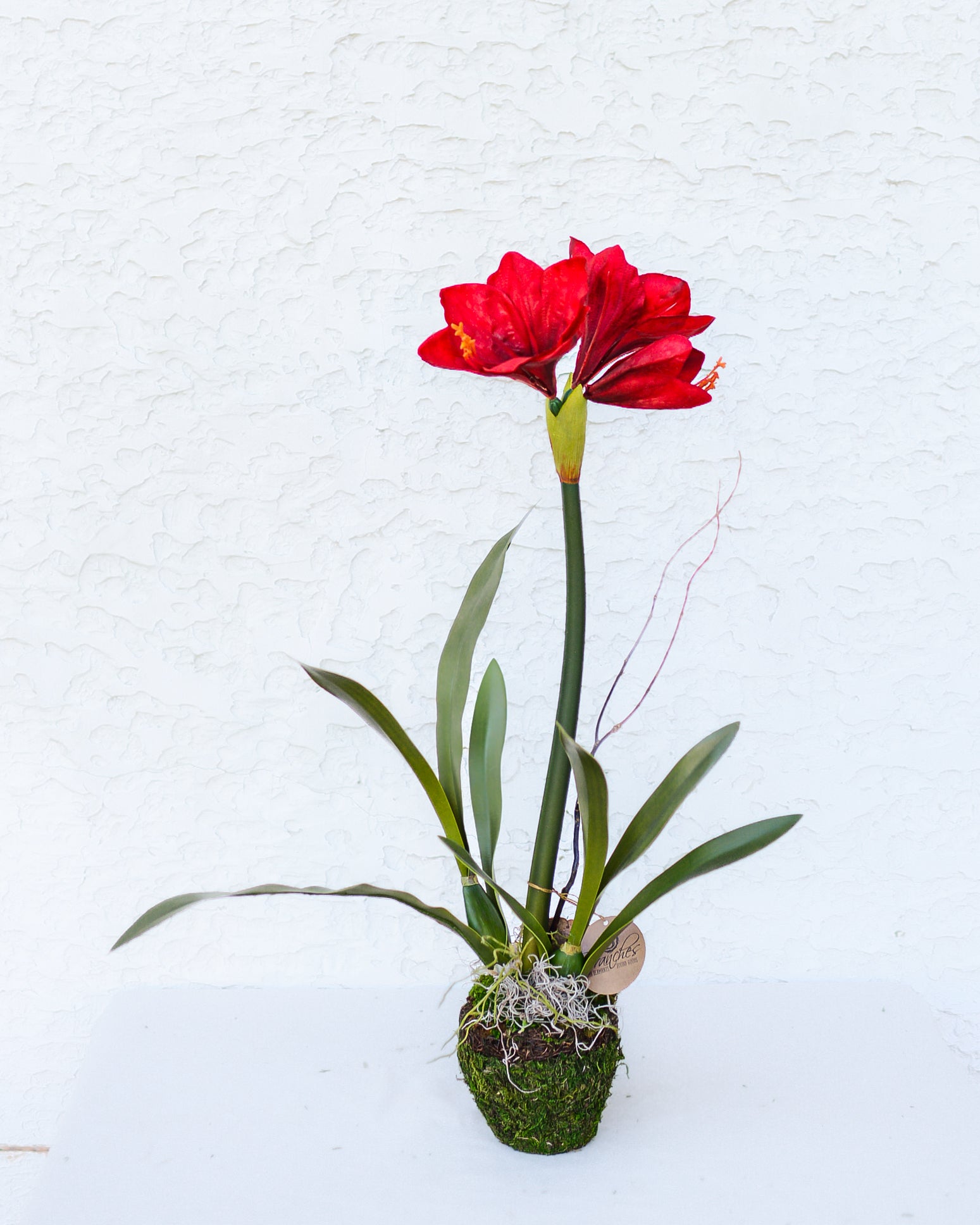 Single Crimson Amaryllis Drop In