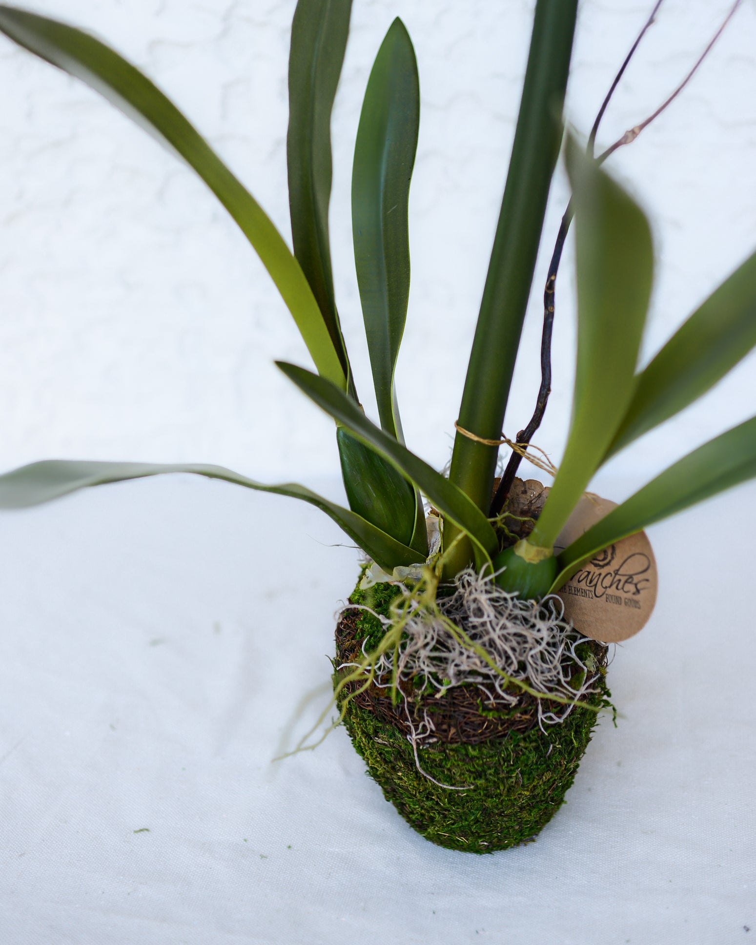 Single Crimson Amaryllis Drop In