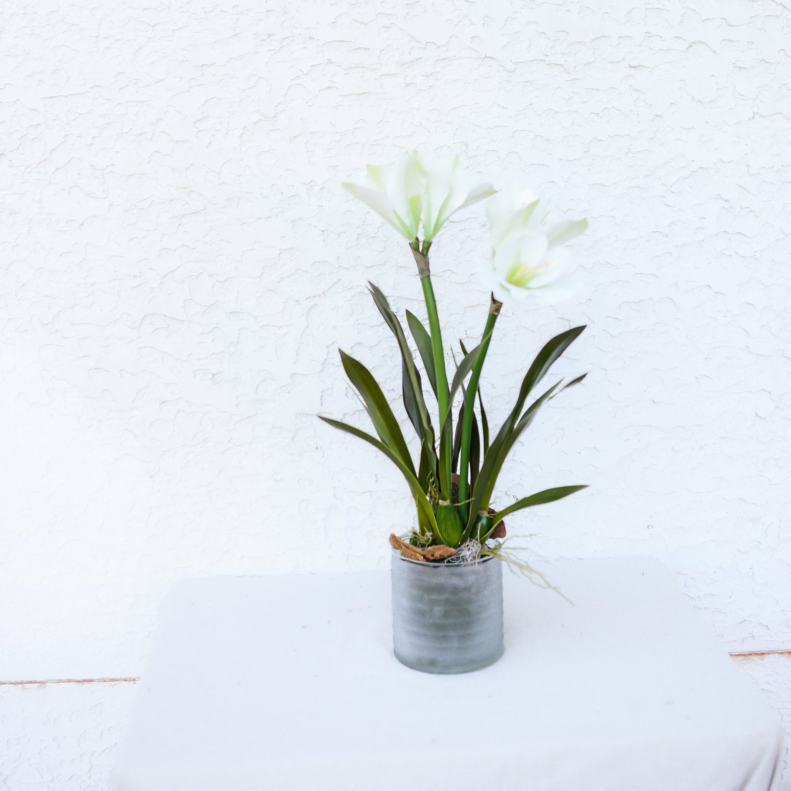 Double White Amaryllis in Moss Pot