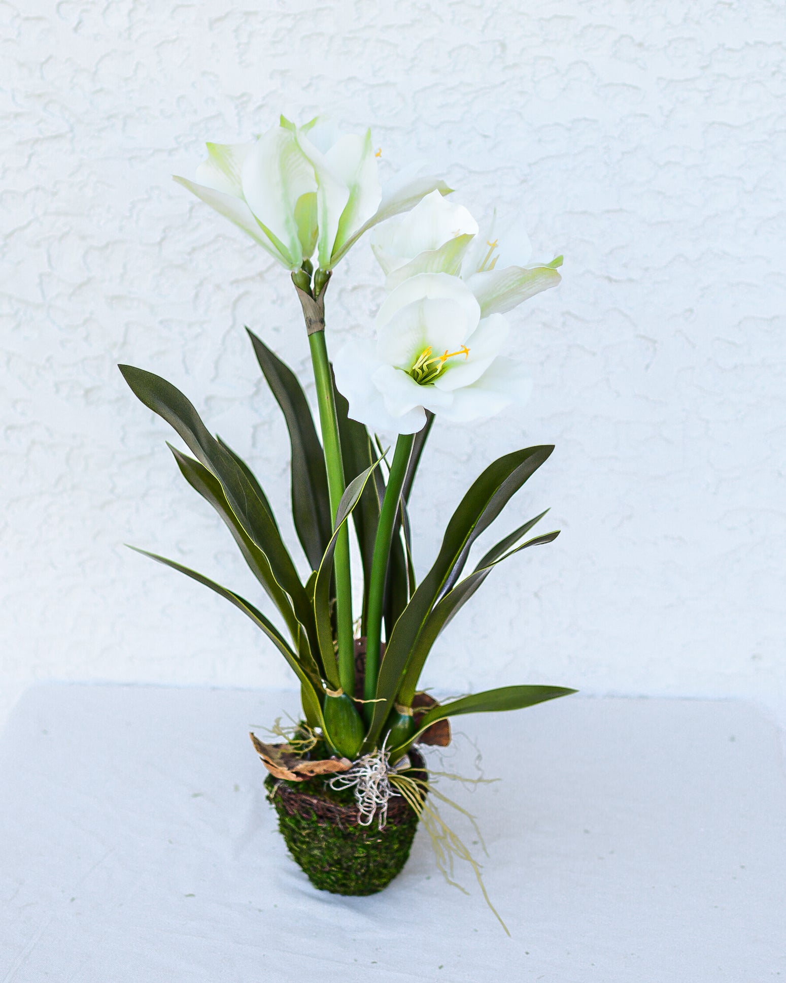 Double White Amaryllis in Moss Pot