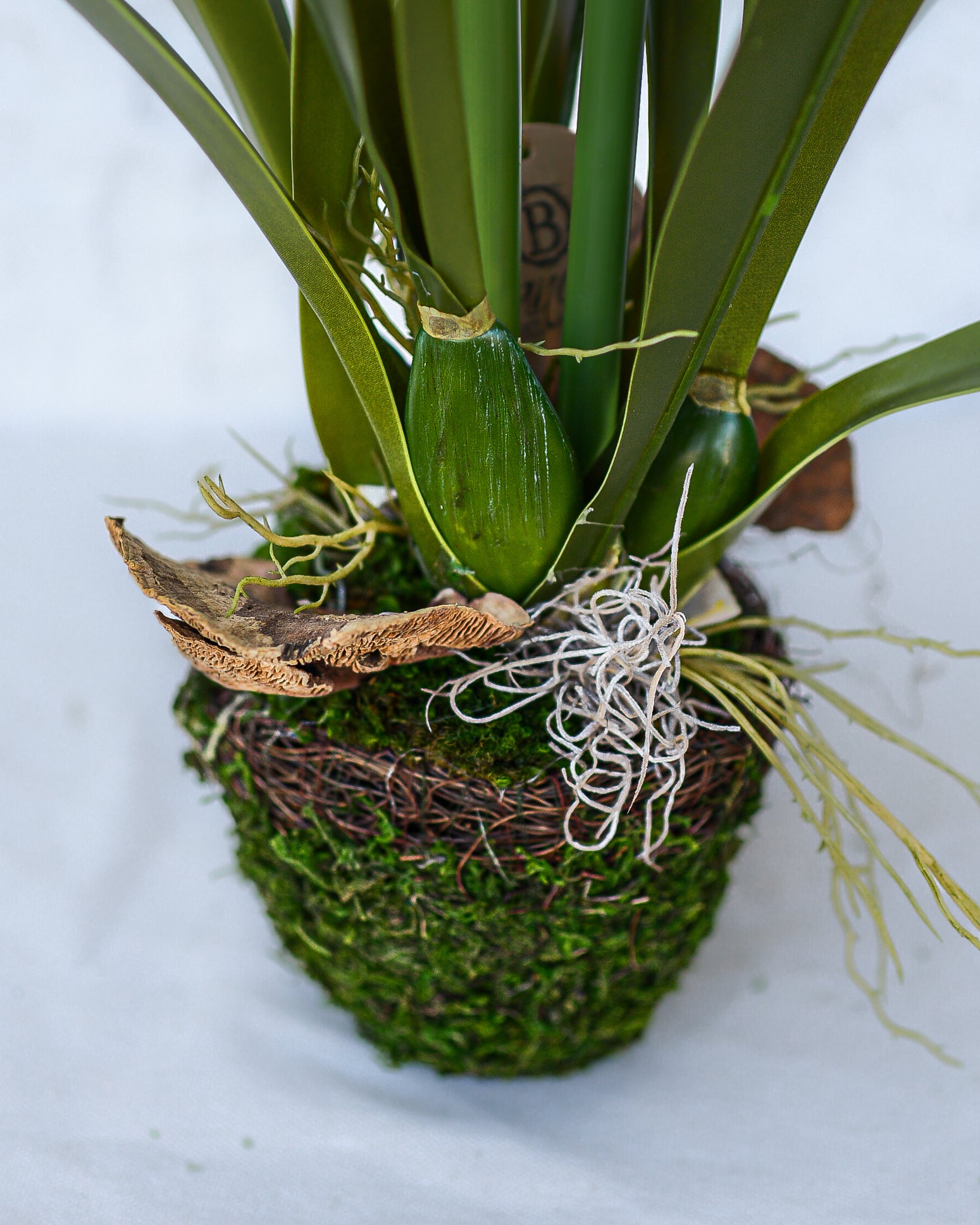 Double White Amaryllis in Moss Pot