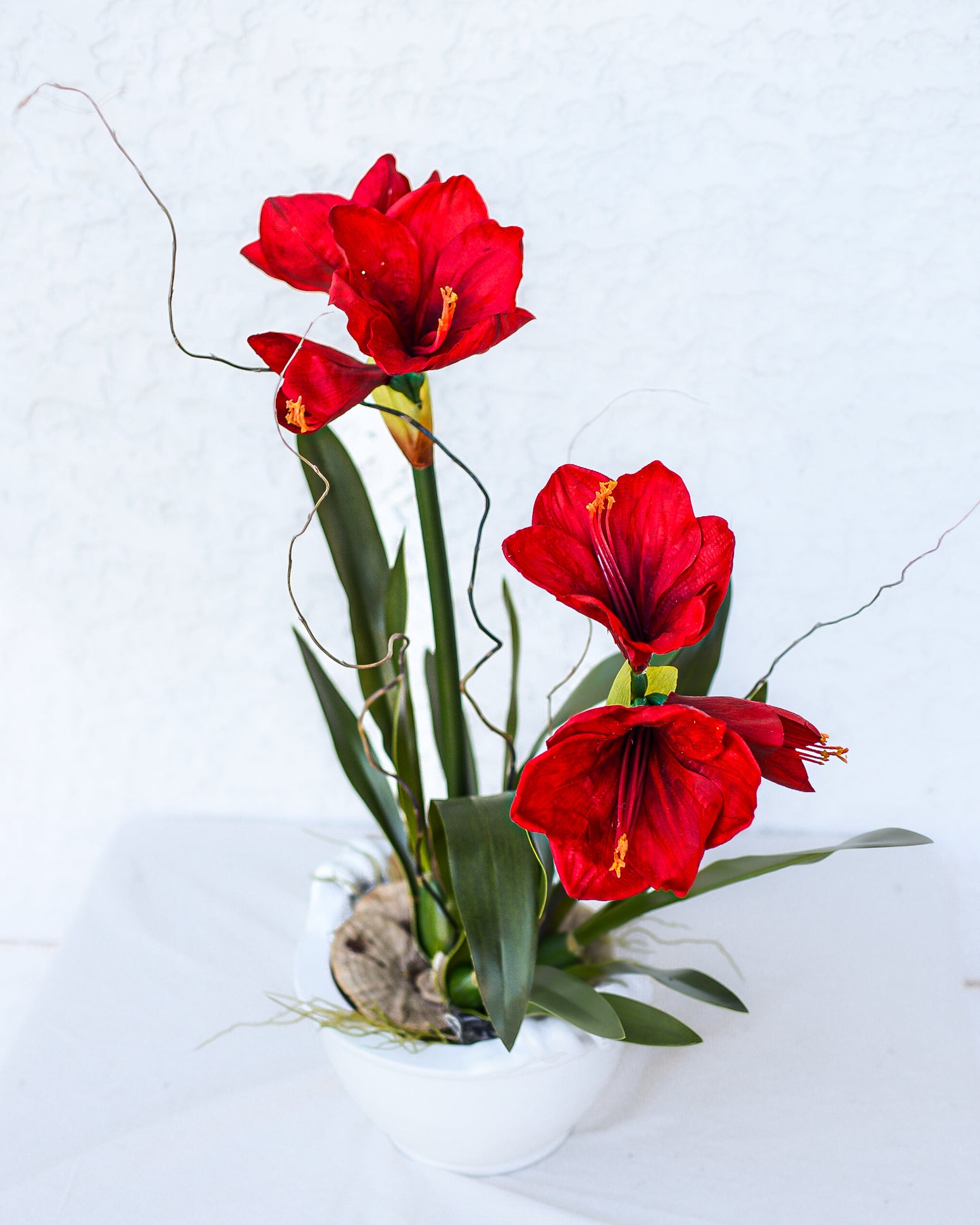 Amaryllis Red Double Drop In