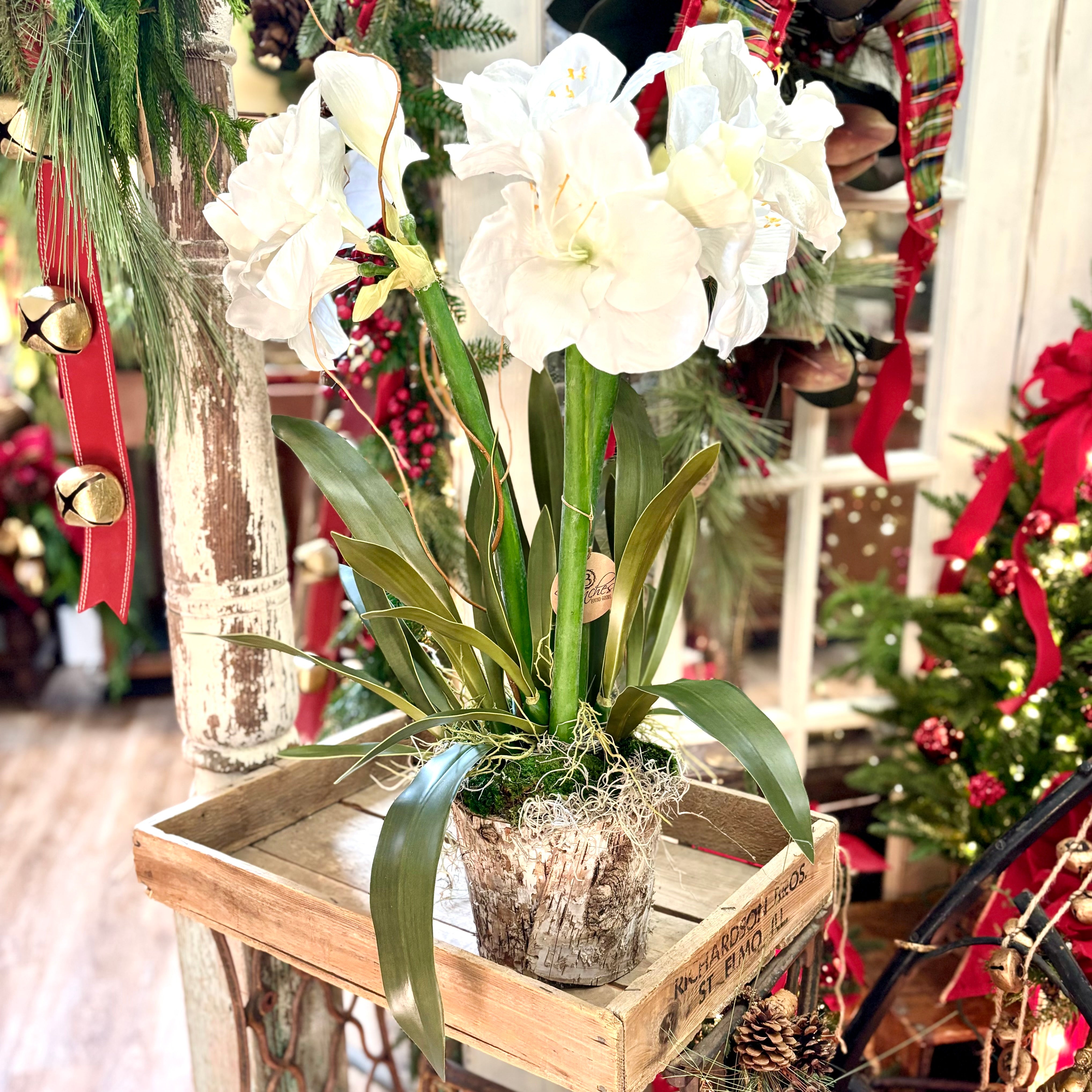 Triple White Amaryllis in Birch Pot