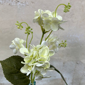 Lacecap White Hydrangea Bush