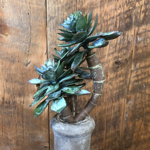 Star Succulent Three Bulb Pick