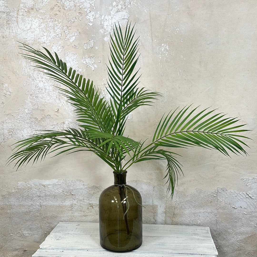 Areca Palm Plant