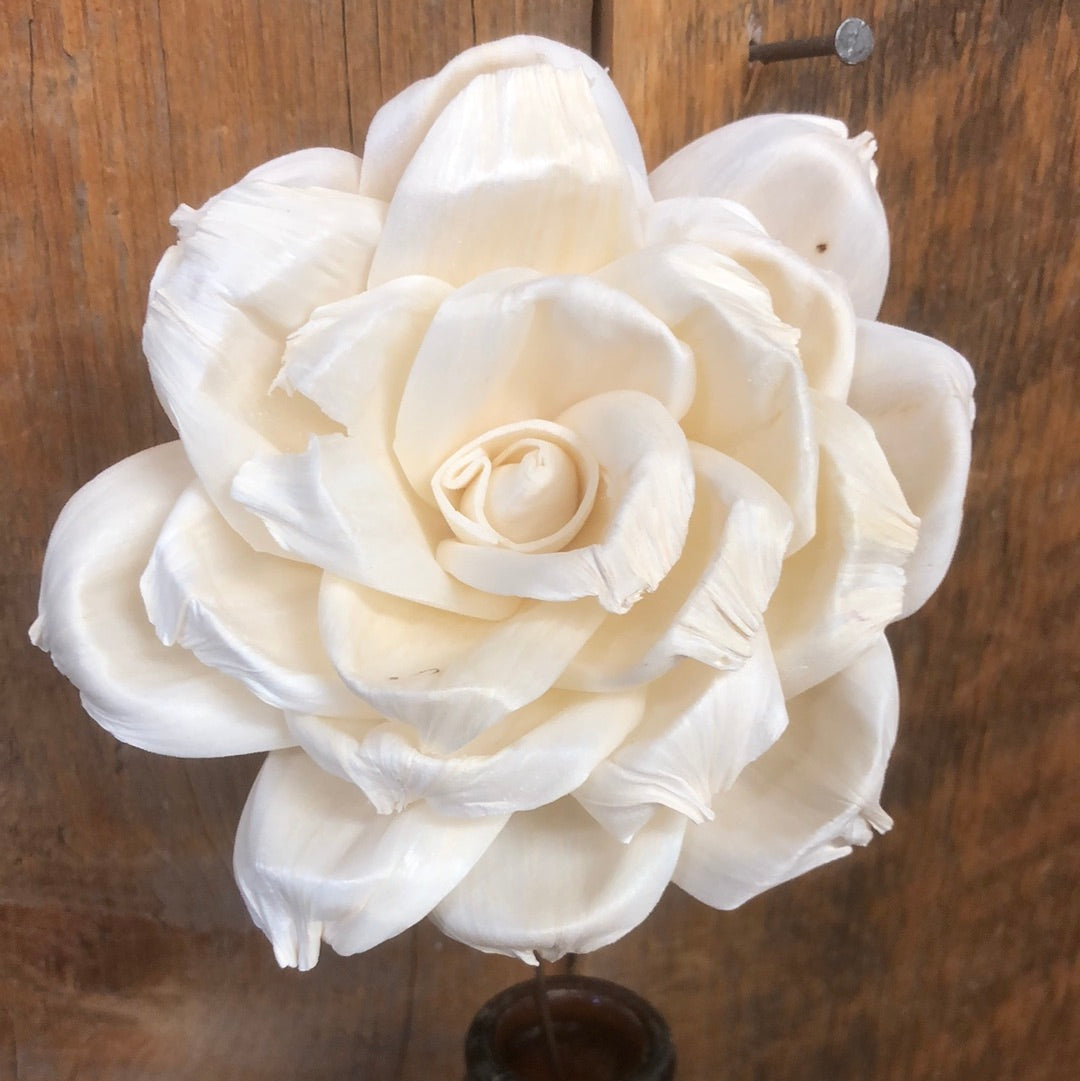 Wood Jonquil White Sola Flower