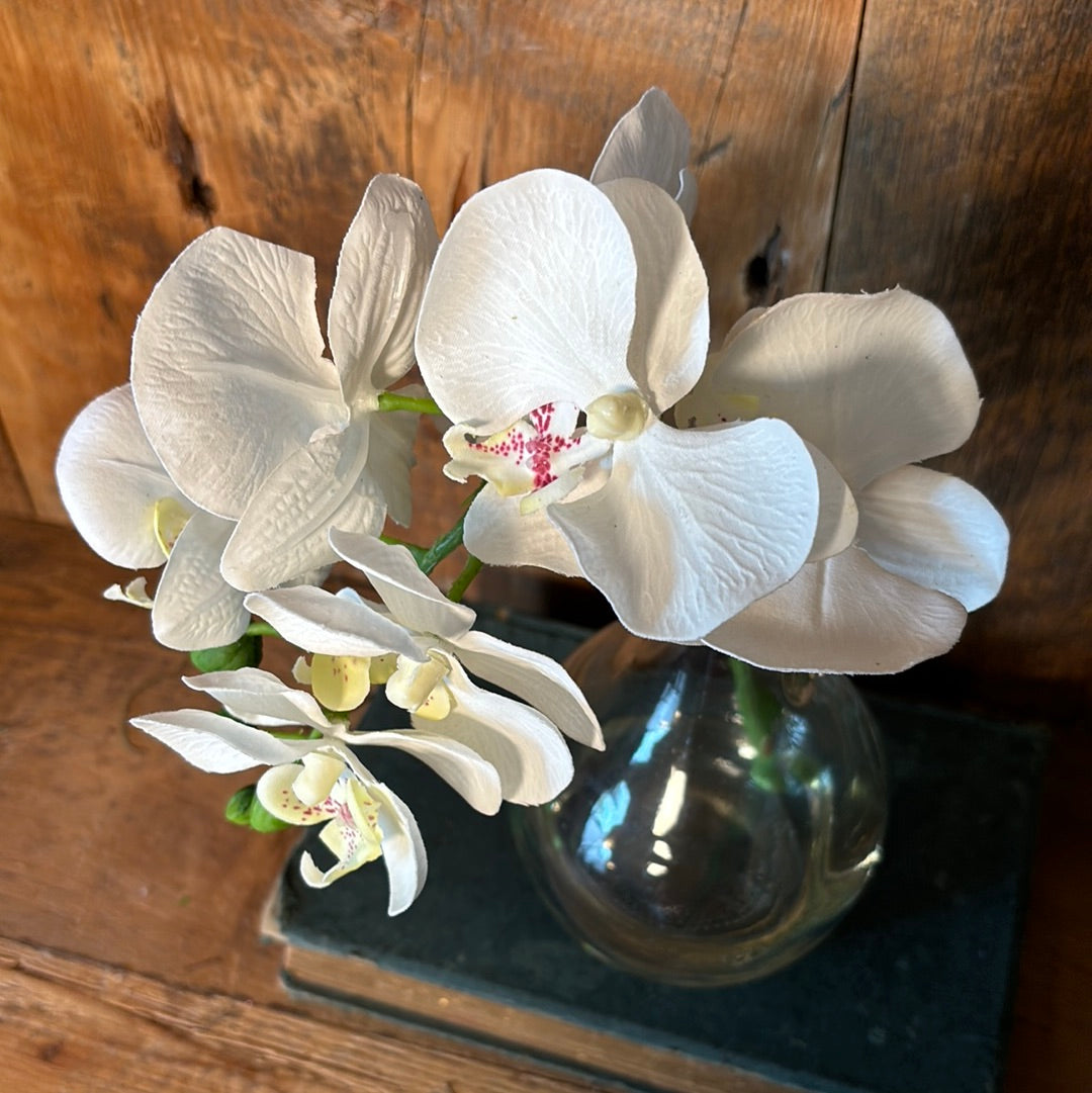 Phalaenopsis White in Glass with Handle
