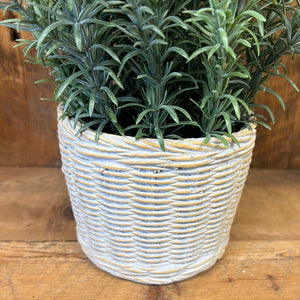 Rosemary Plant in Whitewash Cement Pot