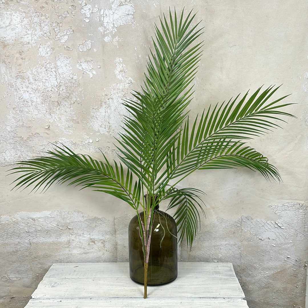 Areca Palm Plant