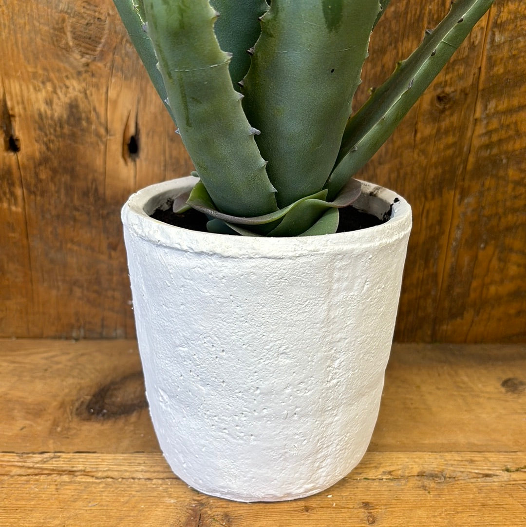 Agave Plant in White Terra Cotta Pot