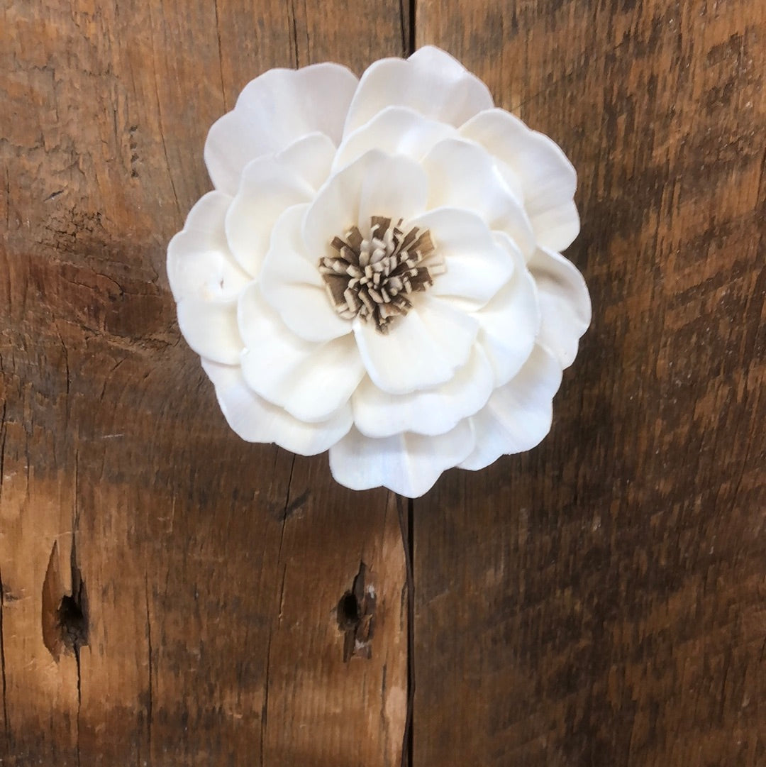 Wood Anemone White Sola Flower