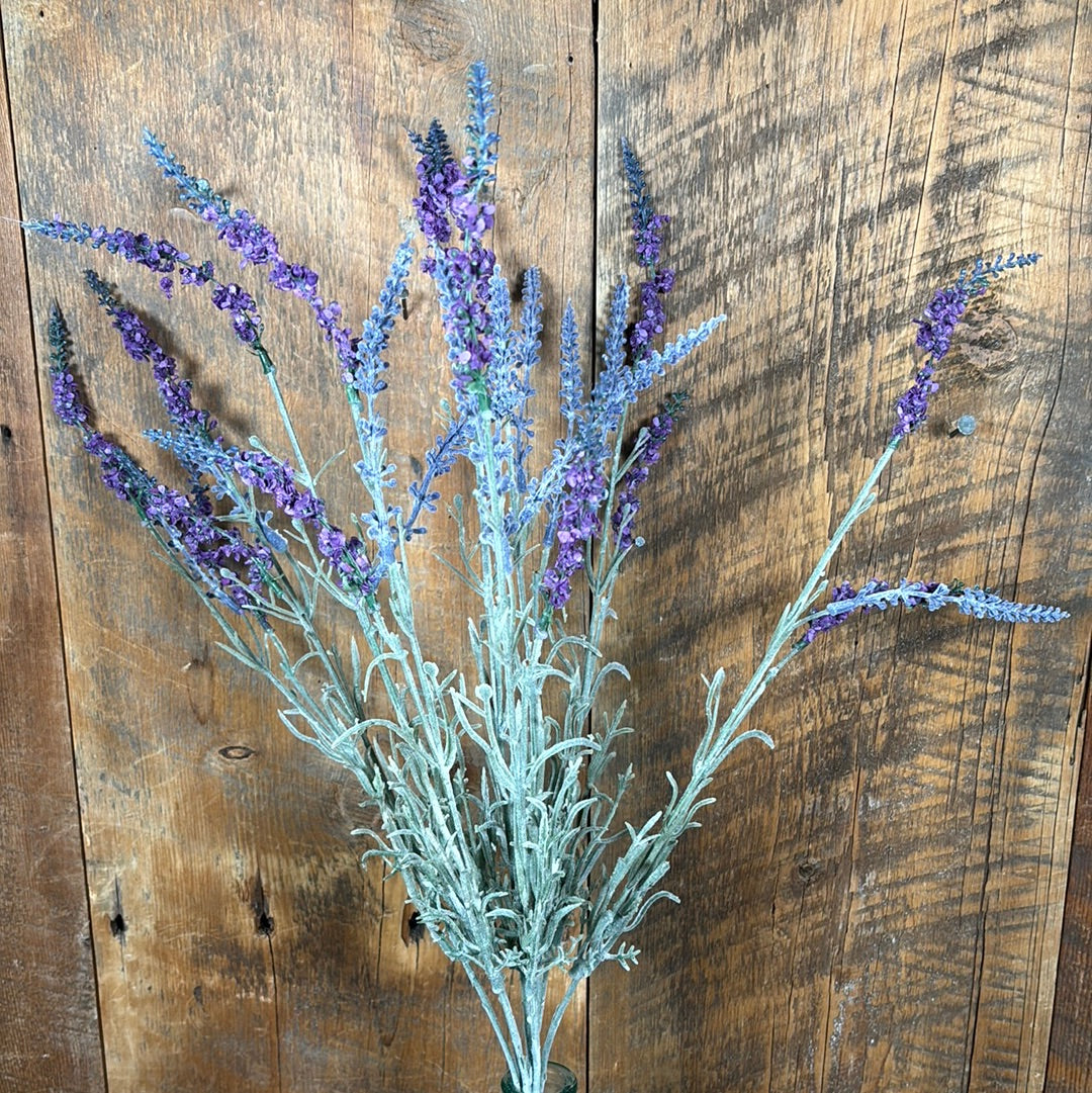 English Lavender Bush