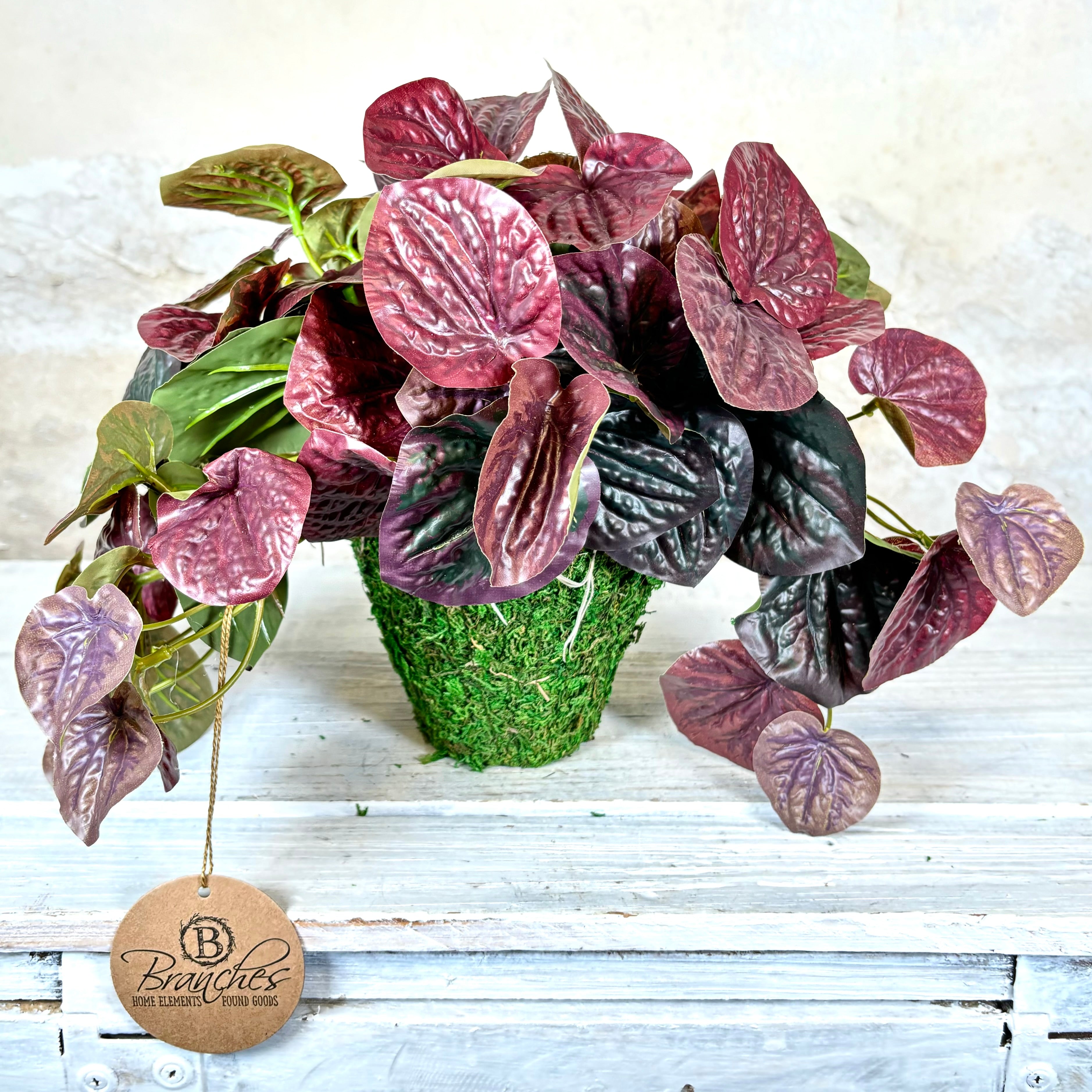 Peperomia Burgundy Bush Drop in