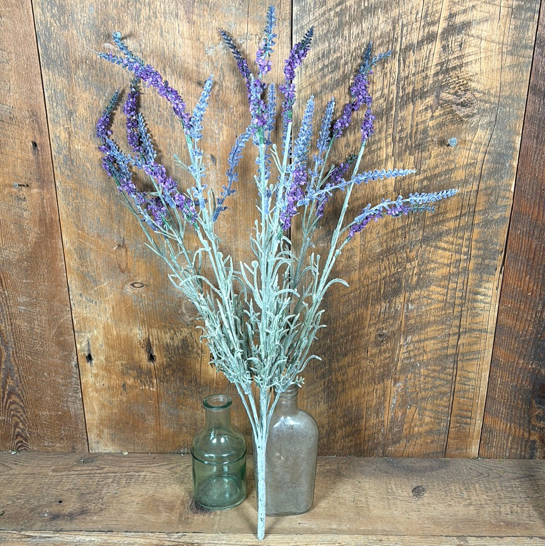 English Lavender Bush