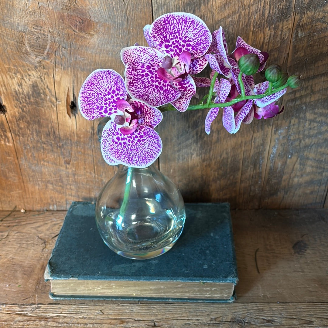 Phalaenopsis Fuchsia in Glass with Handle