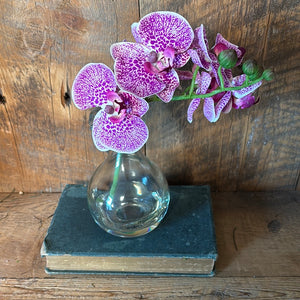 Phalaenopsis Fuchsia in Glass with Handle