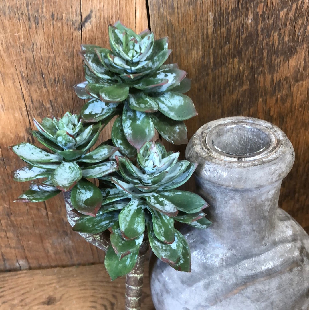 Star Succulent Three Bulb Pick