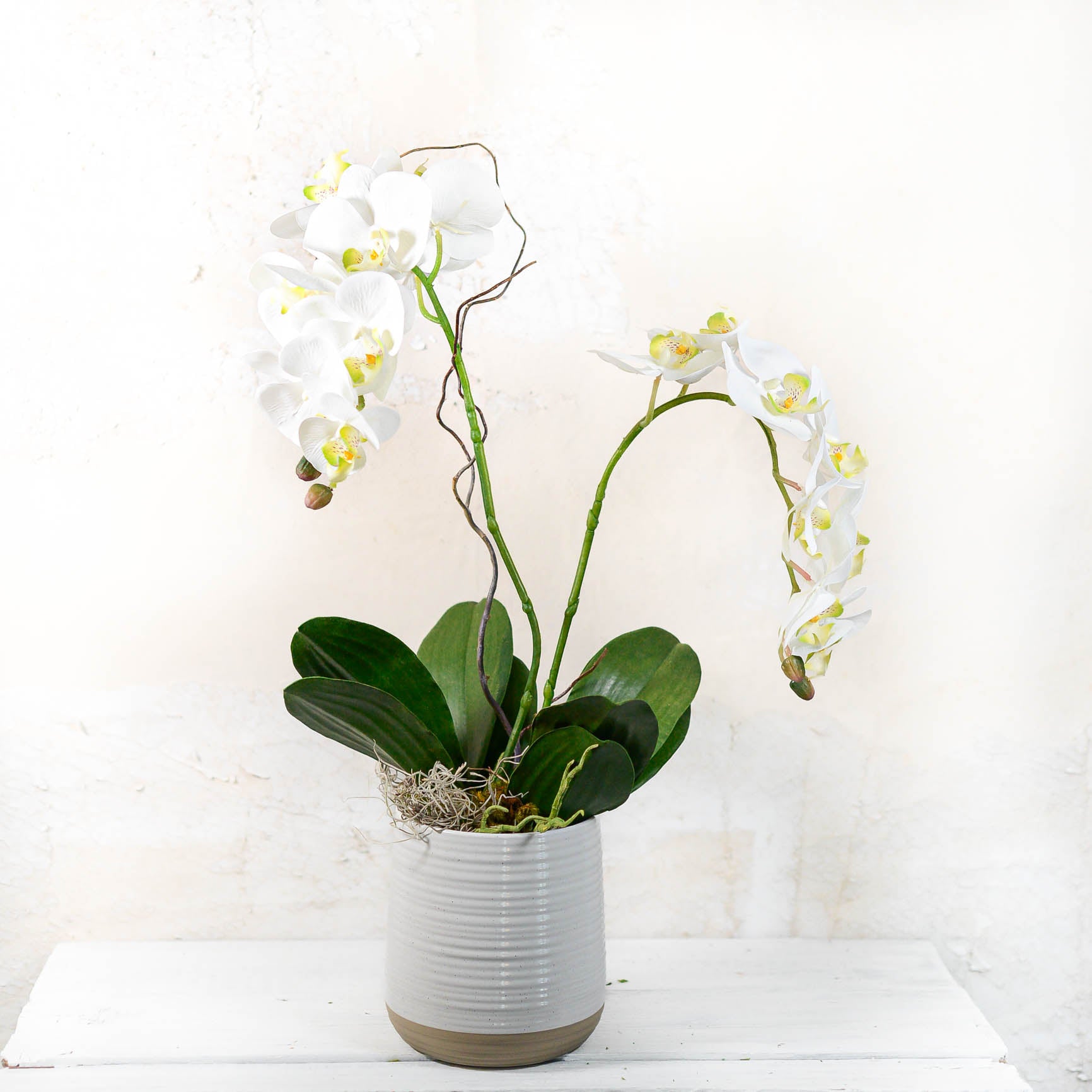 Double White Phalaenopsis Orchid Drop In