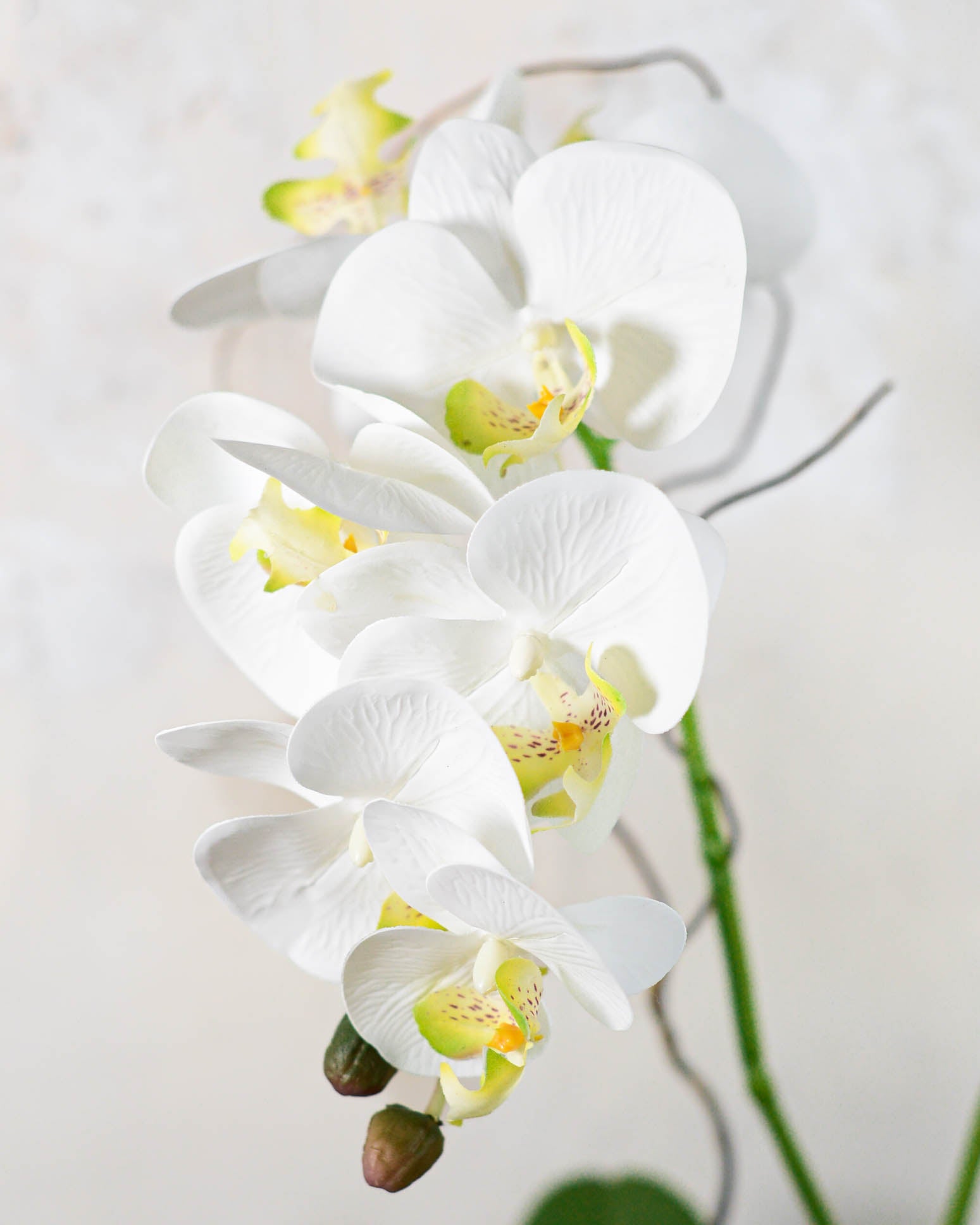 Double White Phalaenopsis Orchid Drop In