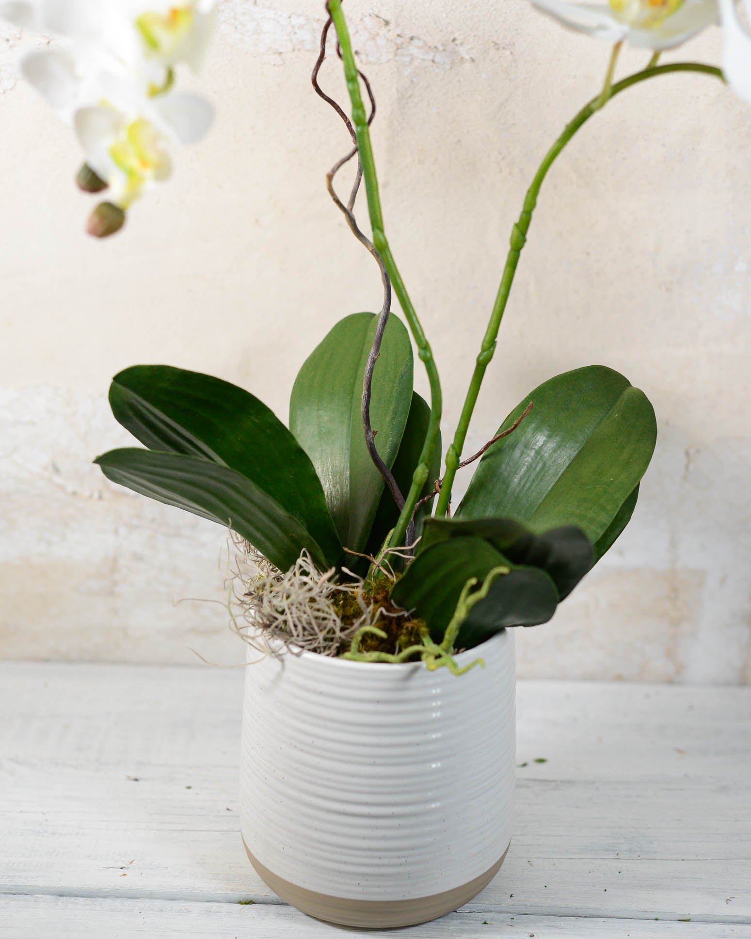 Double White Phalaenopsis Orchid Drop In